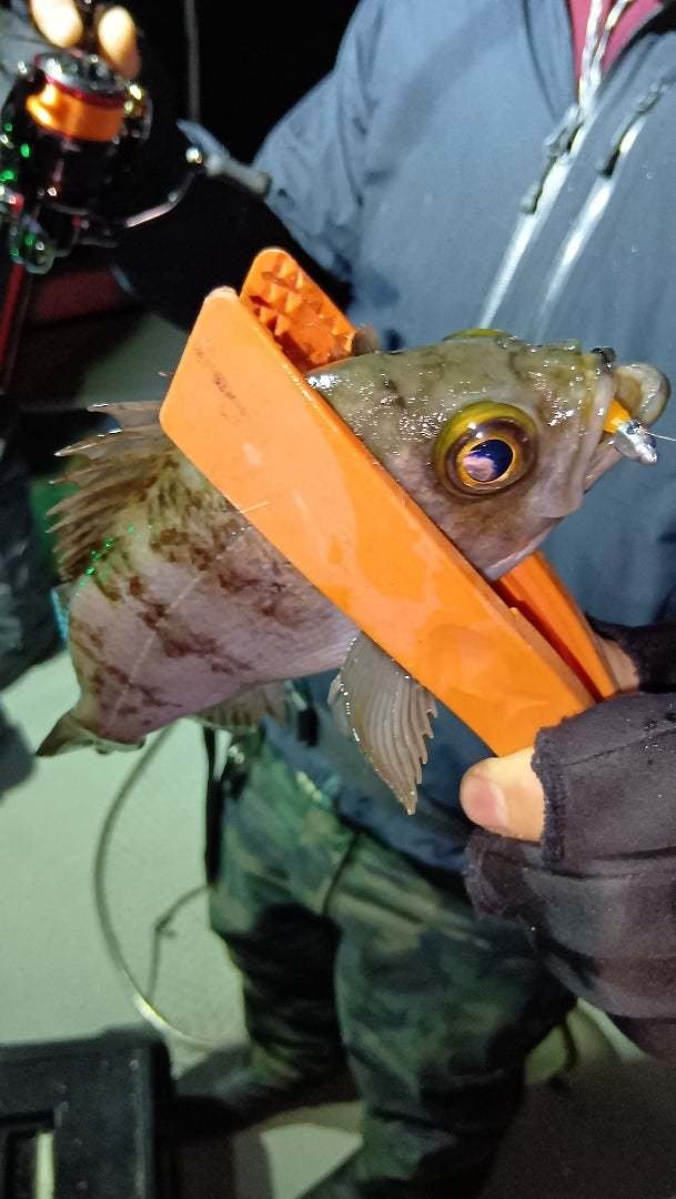 ガシラ(カサゴ)