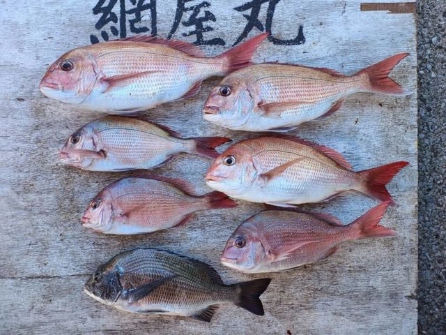 マダイ・クロダイ