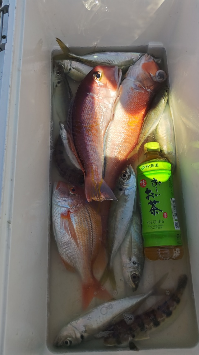 アジ(マアジ)・アマダイ(アカアマダイ)