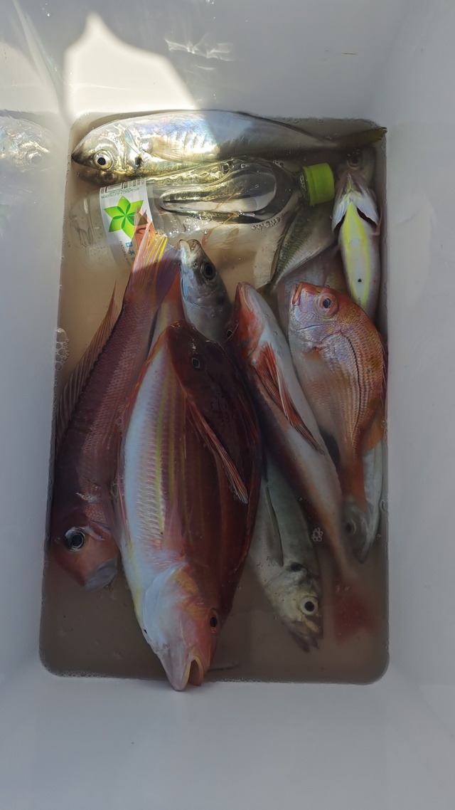 アジ(マアジ)・アマダイ(アカアマダイ)・イトヨリ(イトヨリダイ)