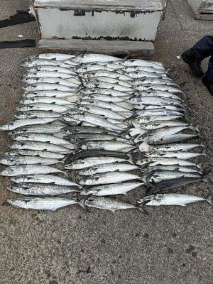 サワラ・サゴシ(サワラ)