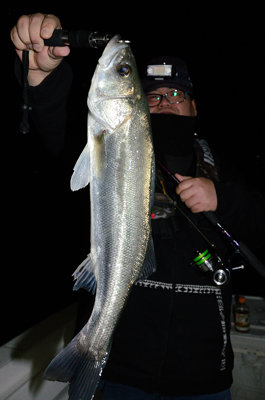 シーバス(スズキ)