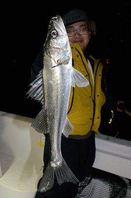 シーバス(スズキ)