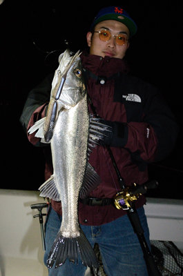 シーバス(スズキ)