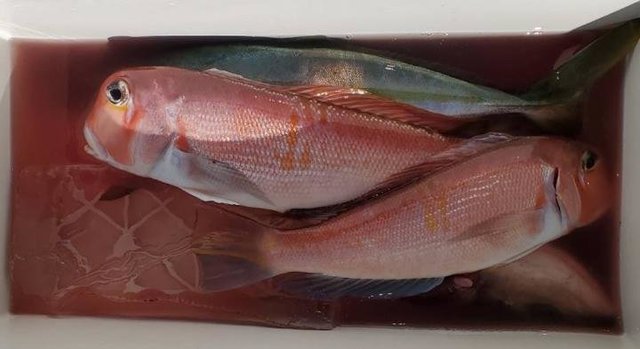 イナダ(ブリ)・アマダイ(アカアマダイ)