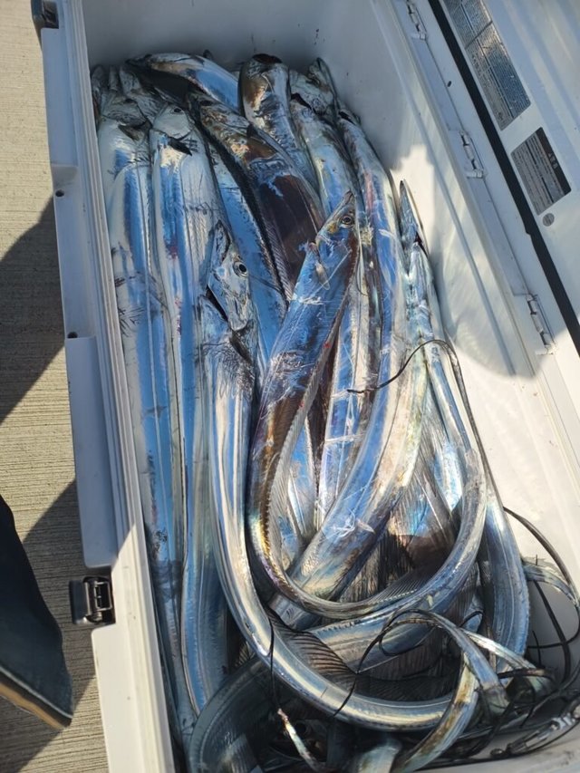 タチ(タチウオ)