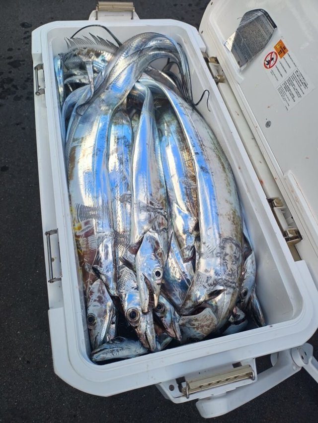 タチ(タチウオ)