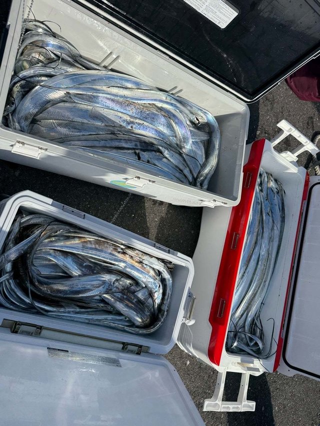 タチ(タチウオ)