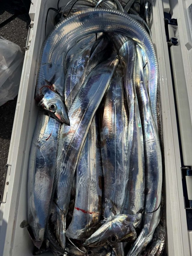 タチ(タチウオ)