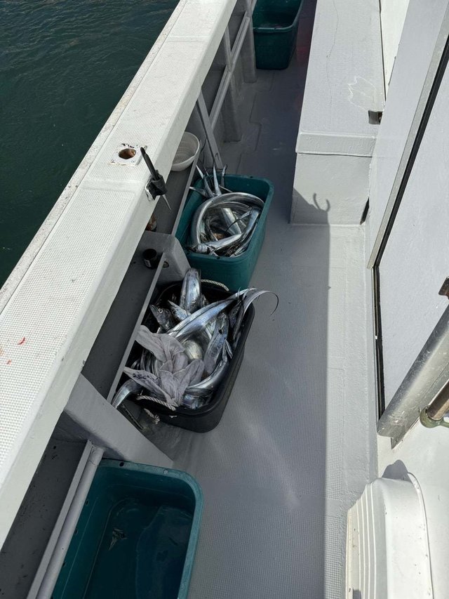 タチ(タチウオ)