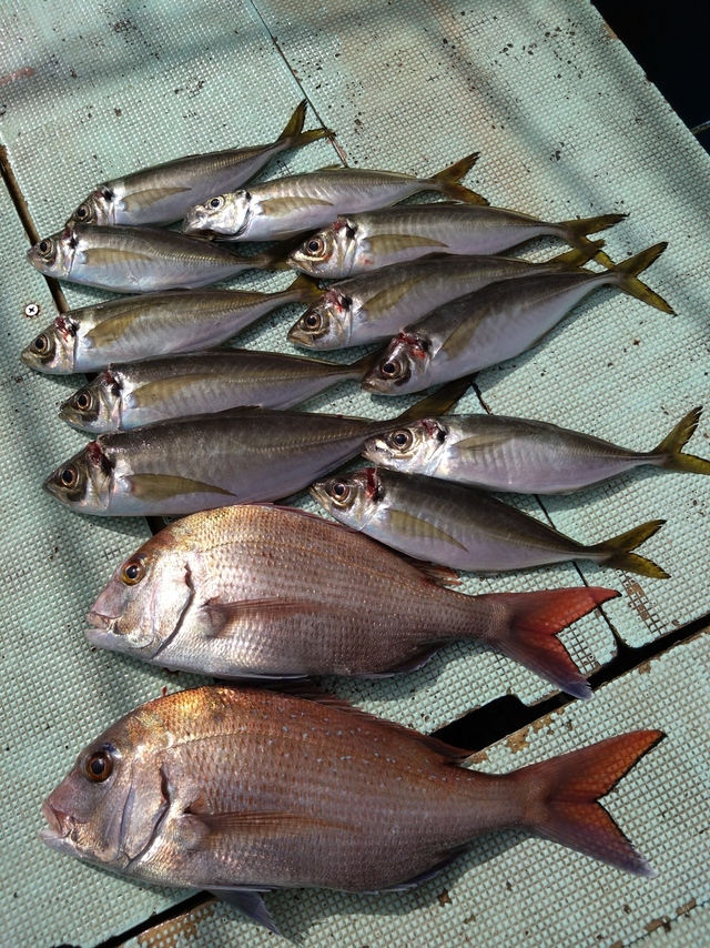 タイ(マダイ)・アジ(マアジ)