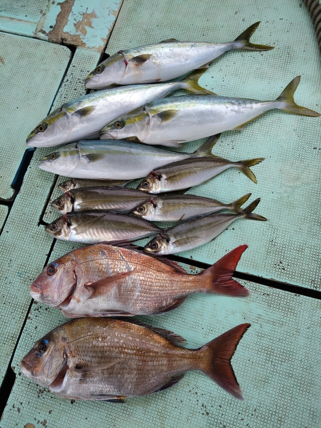 タイ(マダイ)・アジ(マアジ)・ハマチ(ブリ)