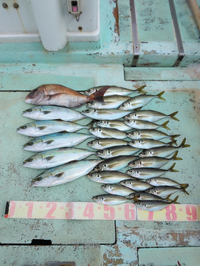 マダイ・マアジ・ツバス(ブリ)