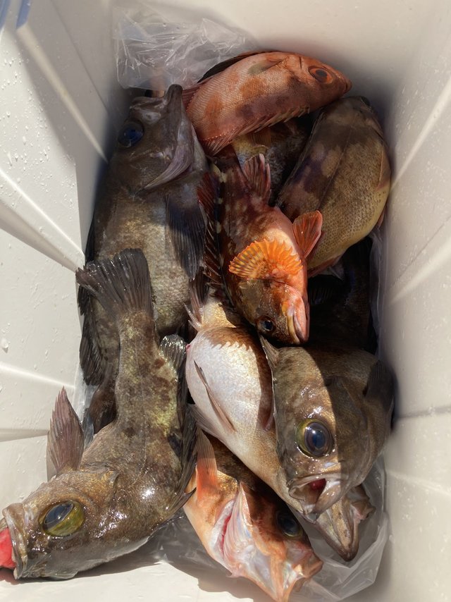 カサゴ・メバル