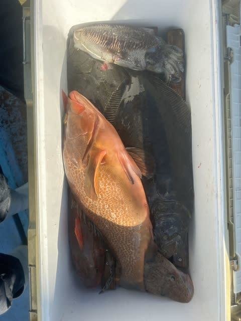 キジハタ・ヒラメ・スミイカ(コウイカ)