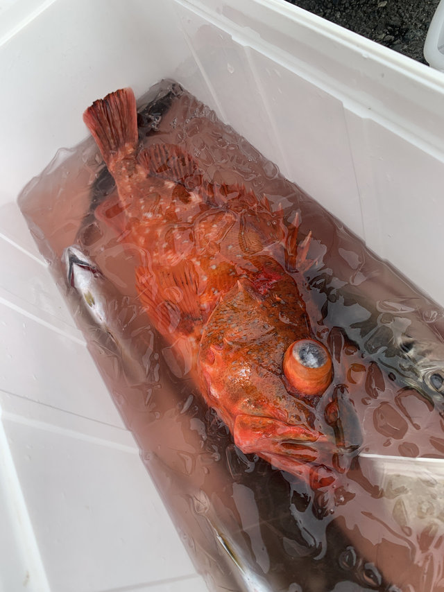 アジ(マアジ)・カンコ(ウッカリカサゴ)