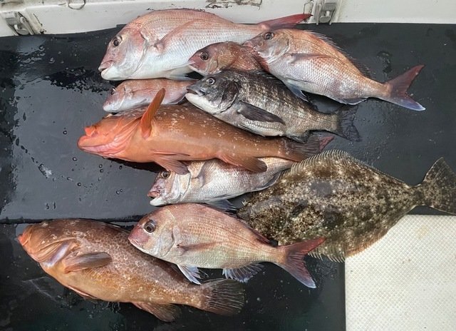 マダイ・クロダイ・アコウ(キジハタ)・ヒラメ