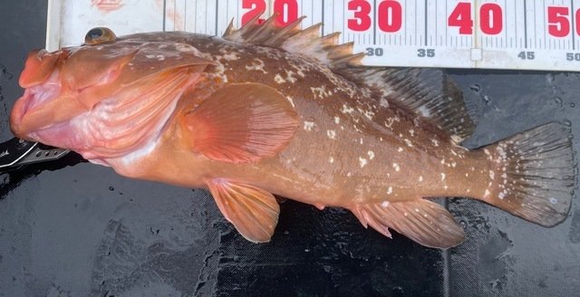 アコウ(キジハタ)