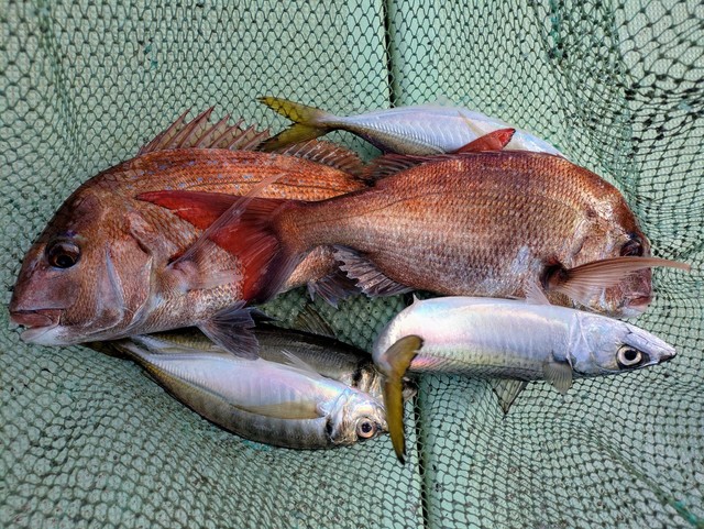 タイ(マダイ)・アジ(マアジ)・マサバ