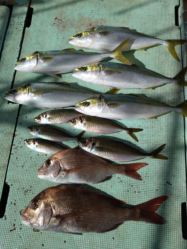 タイ(マダイ)・アジ(マアジ)・ハマチ(ブリ)