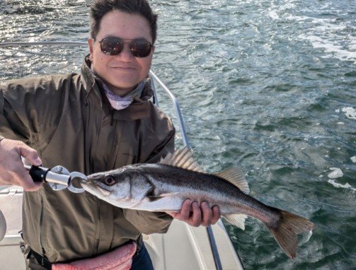 シーバス(スズキ)