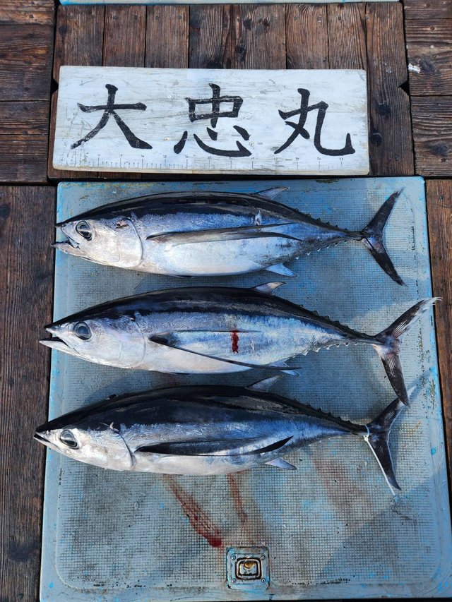 トンボ(ビンナガ)