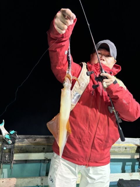 マイカ(ケンサキイカ)