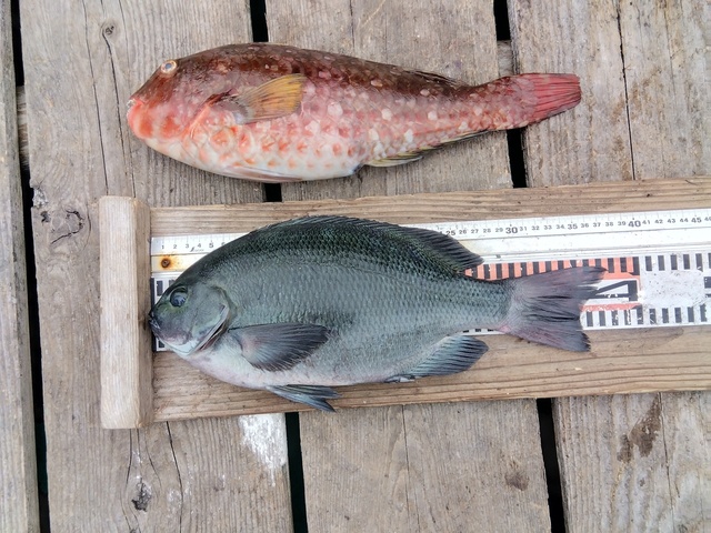 グレ(メジナ)・ブダイ