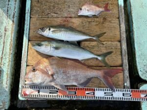 マダイ・マアジ・ハマチ(ブリ)