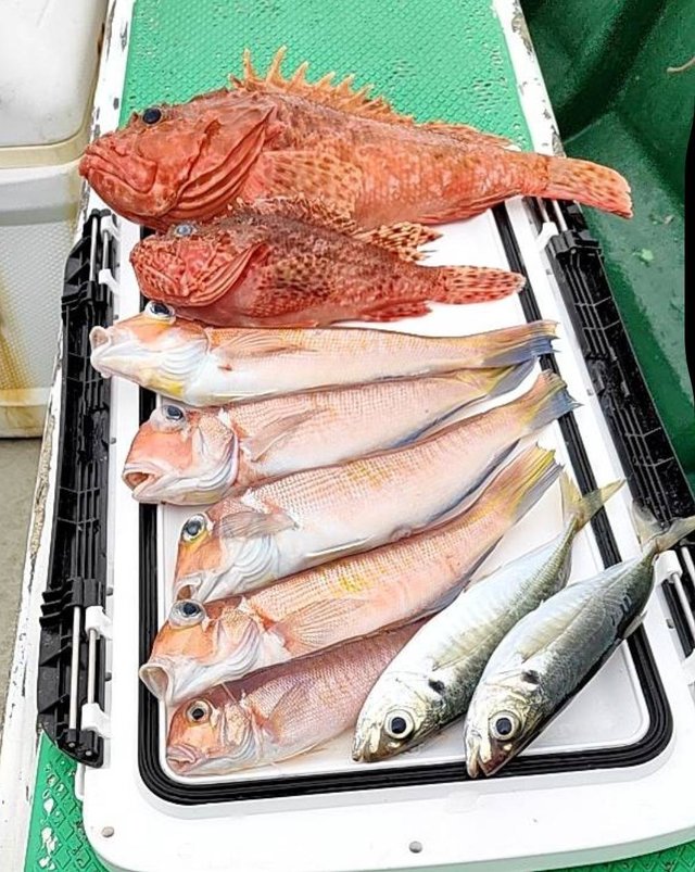 アジ(マアジ)・アマダイ(アカアマダイ)・オニカサゴ