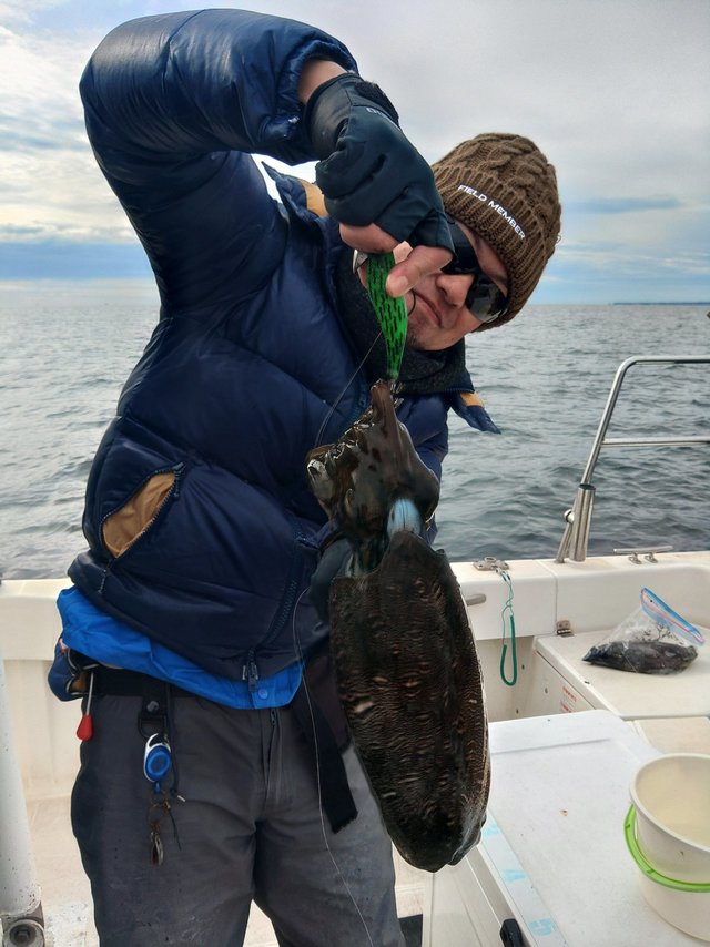 モンゴウイカ(カミナリイカ)