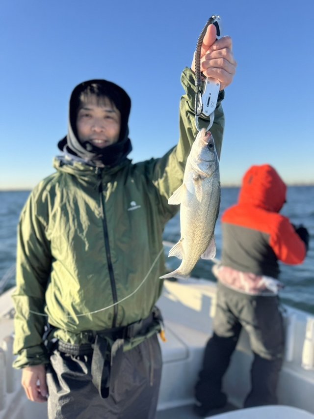 シーバス(スズキ)