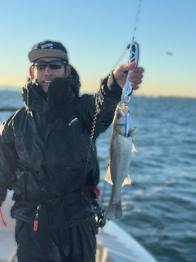 シーバス(スズキ)