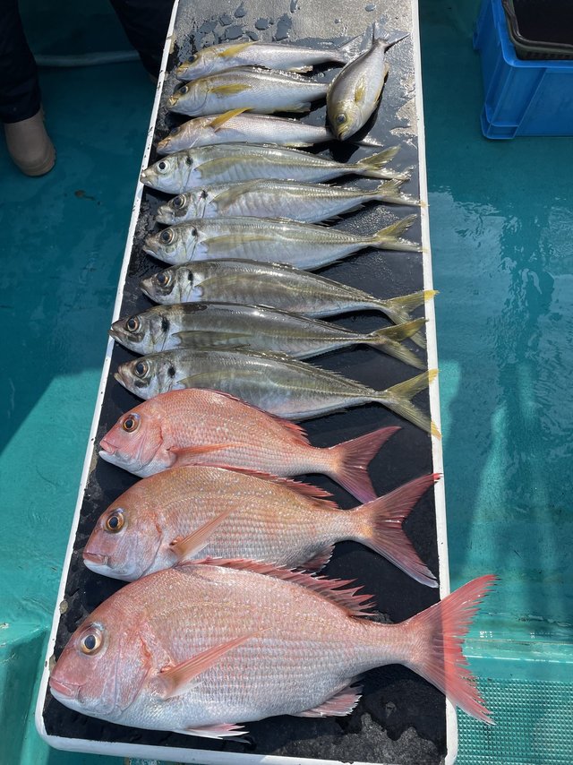 マダイ・マアジ