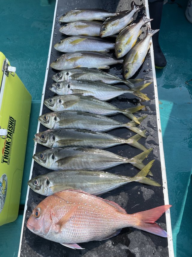 マダイ・マアジ