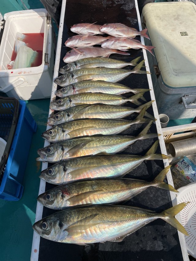 マダイ・マアジ