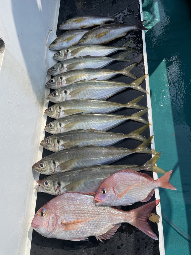 マダイ・マアジ