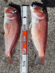 アマダイ(アカアマダイ)