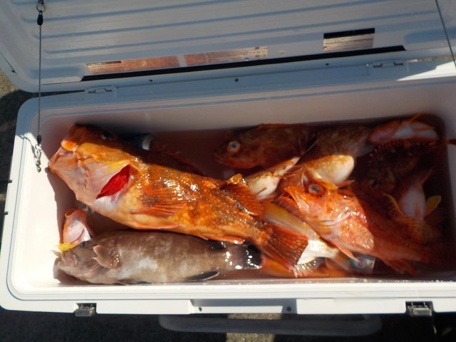 カンコ(ウッカリカサゴ)・ハタ(マハタ)