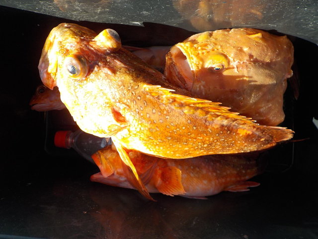 カンコ(ウッカリカサゴ)