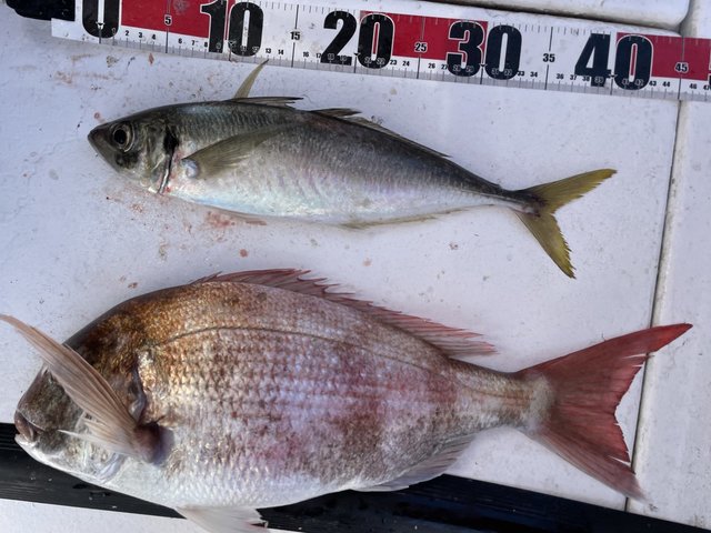 マダイ・アジ(マアジ)