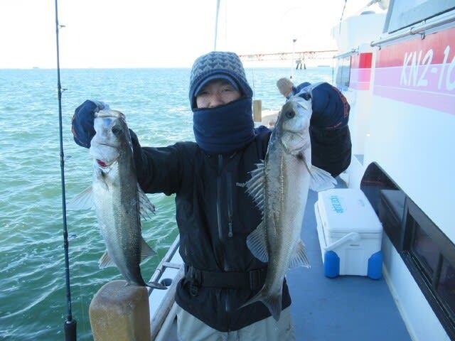 シーバス(スズキ)