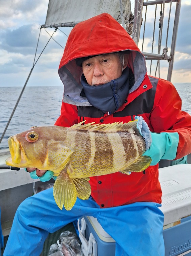 アオナ(アオハタ)