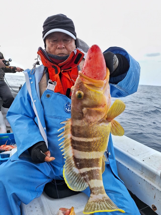 アオナ(アオハタ)