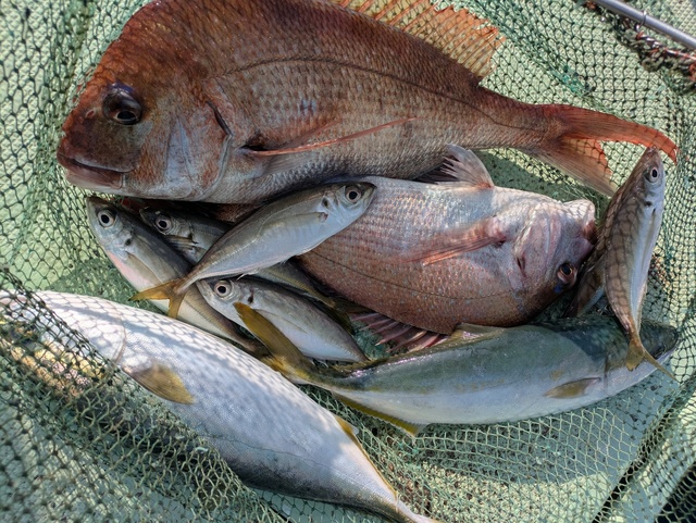 タイ(マダイ)・ハマチ(ブリ)