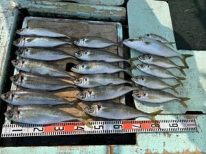 マアジ・ハマチ(ブリ)