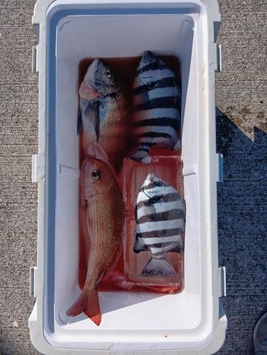 マダイ・クロダイ・イシダイ