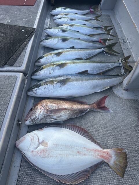 マダイ・ブリ・ヒラメ