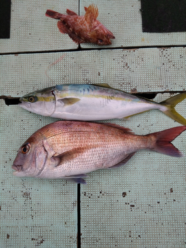 タイ(マダイ)・ハマチ(ブリ)