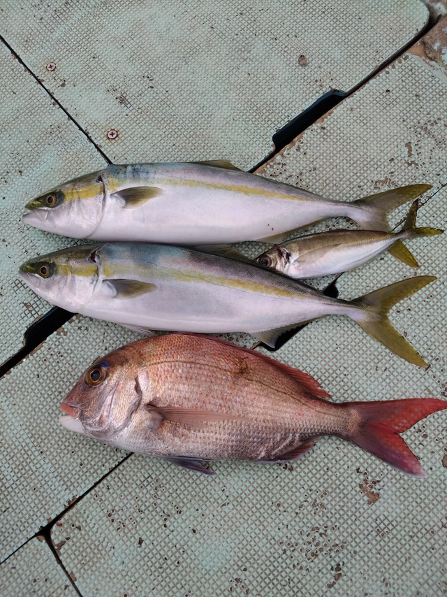 タイ(マダイ)・ハマチ(ブリ)